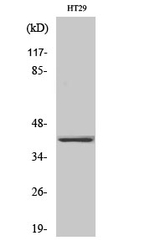 OR2A25 Antibody in Western Blot (WB)