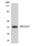 OR2A25 Antibody in Western Blot (WB)