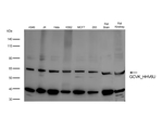 HHV-6A U69 Antibody in Western Blot (WB)