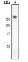 NKTR Antibody in Western Blot (WB)