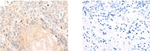 COX7C Polyclonal Antibody