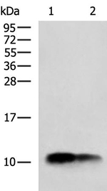 COX7C Antibody in Western Blot (WB)