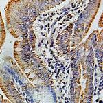 COX6B1 Polyclonal Antibody