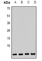 COX6B1 Antibody in Western Blot (WB)