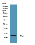 IFI27 Polyclonal Antibody