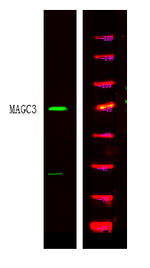 MAGEC3 Polyclonal Antibody
