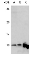 MRPL34 Antibody in Western Blot (WB)