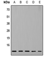 RPL37 Antibody in Western Blot (WB)