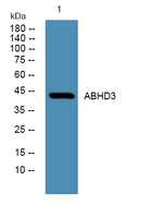 ABHD3 Polyclonal Antibody