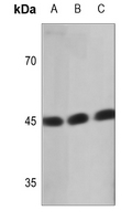 ATXN10 Polyclonal Antibody