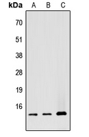 ATP5G1 Antibody in Western Blot (WB)