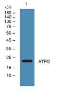 ATP Synthase O Polyclonal Antibody