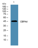 Carboxypeptidase A4 Polyclonal Antibody