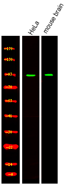 CHD8 Polyclonal Antibody
