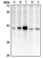 MCU Antibody in Western Blot (WB)