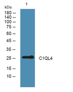 C1QL4 Polyclonal Antibody