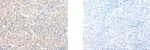 DHRS1 Polyclonal Antibody