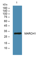 MARCH1 Antibody in Western Blot (WB)