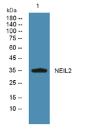 NEIL2 Polyclonal Antibody