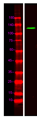 FNBP4 Polyclonal Antibody