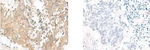 GPSM1 Antibody in Immunohistochemistry (Paraffin) (IHC (P))
