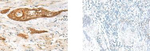 GPSM1 Polyclonal Antibody