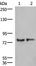 GPSM1 Antibody in Western Blot (WB)