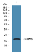GPSM3 Antibody in Western Blot (WB)