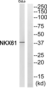 Nkx6.1 Polyclonal Antibody