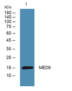 MED9 Polyclonal Antibody
