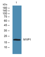 MID1IP1 Antibody in Western Blot (WB)