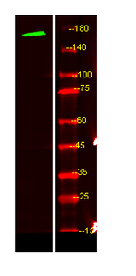 MEGF6 Antibody in Western Blot (WB)
