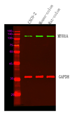 MYO1A Polyclonal Antibody