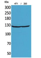 MYO6 Antibody in Western Blot (WB)