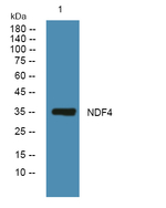 NEUROD4 Antibody in Western Blot (WB)