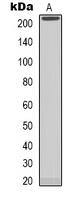 NAV1 Antibody in Western Blot (WB)