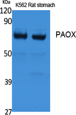 PAOX Antibody in Western Blot (WB)