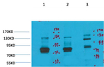 KCNH7 Antibody in Western Blot (WB)