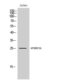 APOBEC3A/APOBEC3B Antibody in Western Blot (WB)