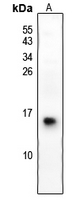 S100G Polyclonal Antibody