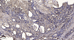 ARHGAP23 Polyclonal Antibody