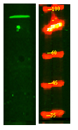 SFRS18 Antibody in Western Blot (WB)