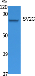 SV2C Antibody in Western Blot (WB)
