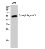 SYT10 Antibody in Western Blot (WB)