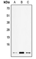 ELOF1 Antibody in Western Blot (WB)