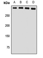 USP24 Polyclonal Antibody