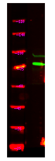 USP49 Antibody in Western Blot (WB)