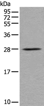 BarX1 Antibody in Western Blot (WB)