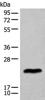 BHLHA9 Polyclonal Antibody