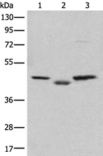 C12orf10 Antibody in Western Blot (WB)